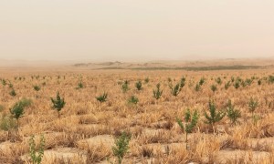 锁边之后 继续向沙漠腹地扩绿