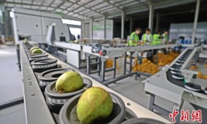 湖北枝江：以“梨”为媒铺就乡村振兴路