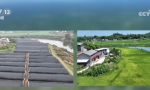 新模式打造新“稻”路 “水稻+”绘就希望的田野好“丰”景