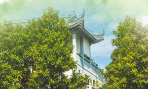 白兰香飘岭之南（一朵花读懂一座城）